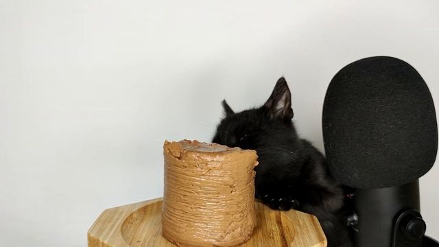 Cat Eating Tuna Wet Food ASMR Mukbang смотреть онлайн
