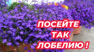 ЛОБЕЛИЮ СЕЮ ТОЛЬКО ТАК! Лучший способ посева семян лобелии на рассаду!