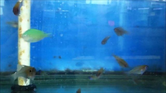 Blue Eyed Cardinals смотреть онлайн