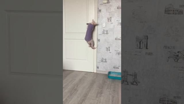 Умный кот смотреть онлайн