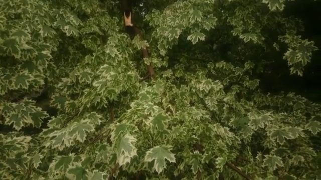 Ветер сломал ветку клёна смотреть онлайн