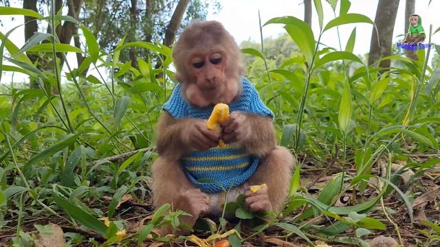 Asher Monkey enjoying delicious jackfruit in the forest смотреть онлайн