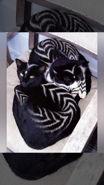 самые редкие коты смотреть онлайн