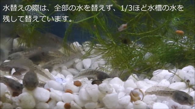 きょうのおたま～ツチガエル編～58 смотреть онлайн