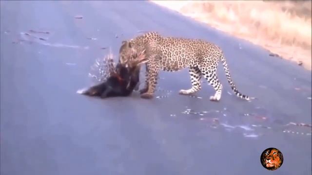 Leopard vs Warthog Fight ► Lion Bear Leopard Crocodile Hippo Eagle Hyenas Snake ► Wild Animal Video смотреть онлайн