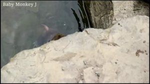 Мама спасает совего детеныша.