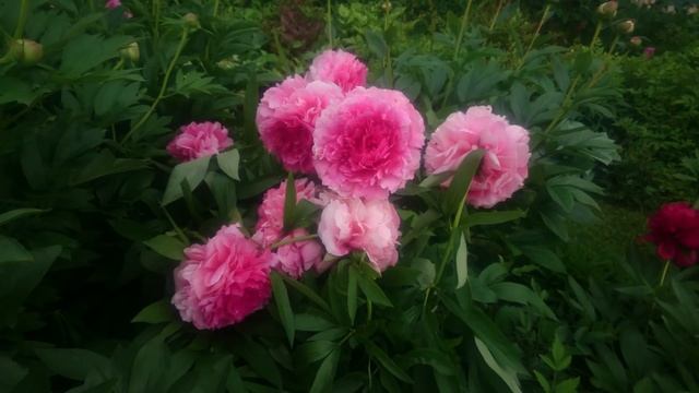 Paeonia Rose Heart смотреть онлайн