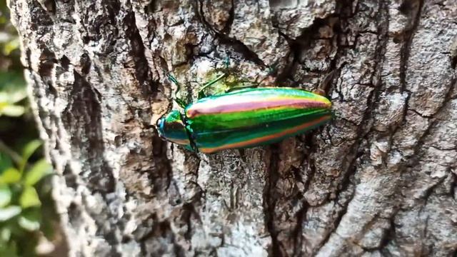 Chrysochroa fulgidissima in an apiary 養蜂場のヤマトタマムシ смотреть онлайн