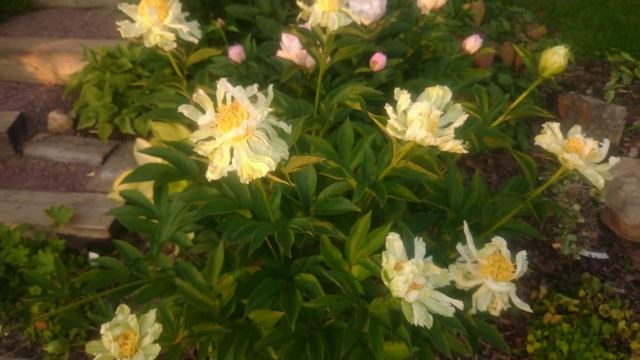 Paeonia Spider Green смотреть онлайн