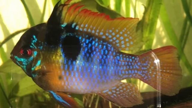 Mikrogeophagus Ramirezi смотреть онлайн