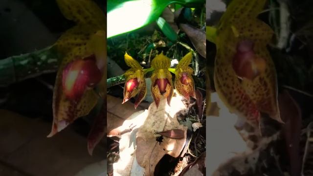 Bulbophyllum Spesis Orchid @arizuangarden смотреть онлайн