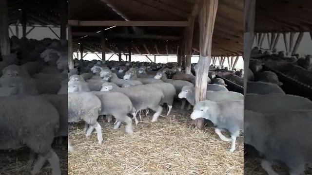 Merinos ırkı damızlık koyunlar Avrupadan Türkiye çiftlik Teslimi #merinos #Lacaune #küçükbaş смотреть онлайн