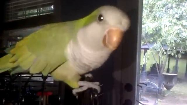 Кеша - хороший / Кто там? Kesha- Is A Good Bird /Who's There?