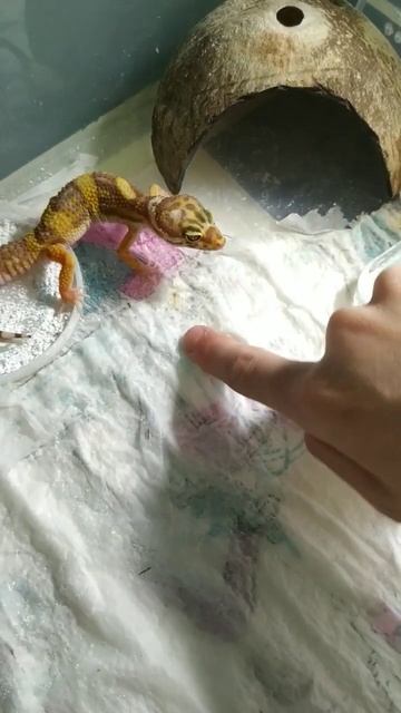 эублефар кусается 😁 смотреть онлайн