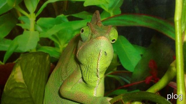 смотреть все мультики подряд смотреть онлайн