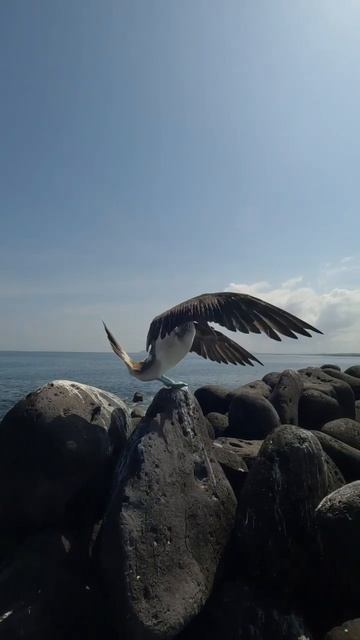 Galápagos blue-footed boobie #islasgalapagos #galapagosisland #toursandtravels #galápagos смотреть онлайн