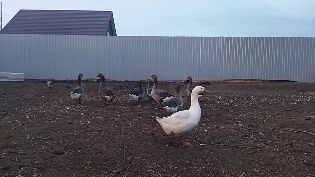 гуси смотреть онлайн