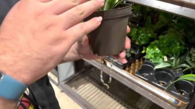 Late Night Plant Shopping w/ Boyfriend! Houseplant Shopping at Lowes! смотреть онлайн