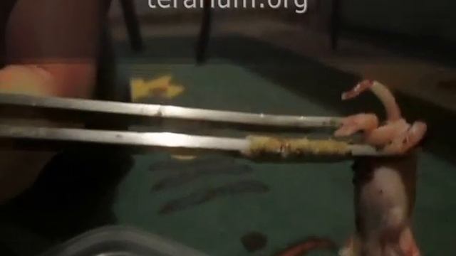 Elaphe obsoleta lindheimeri leucistic feedng time - terarium.org смотреть онлайн