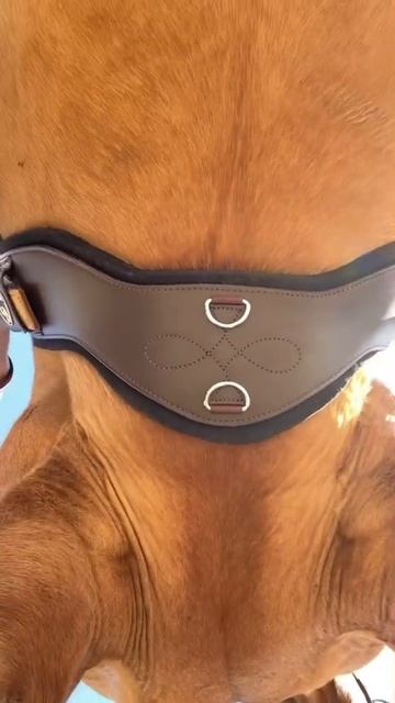 Another way to use Balance Buckle on Shoulder Relief Cinch смотреть онлайн