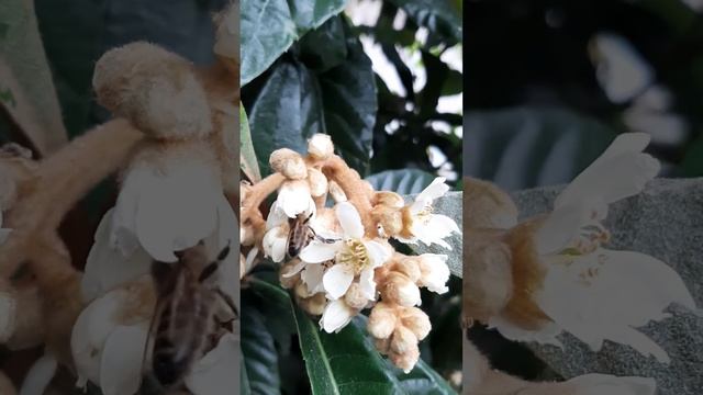 Сочи. Мушмала, зимний медонос, пыльценос. Пчела в работе смотреть онлайн