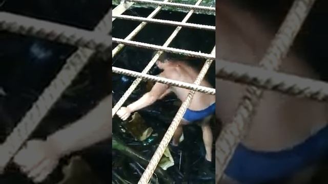 Спасаем утку. смотреть онлайн