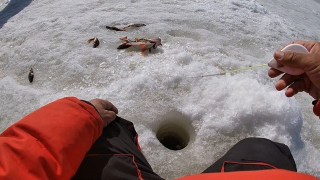 Ловля окуня на безмотылку. Такого клева я не ожидал. Нашел активного окуня и отлично потягал его. смотреть онлайн