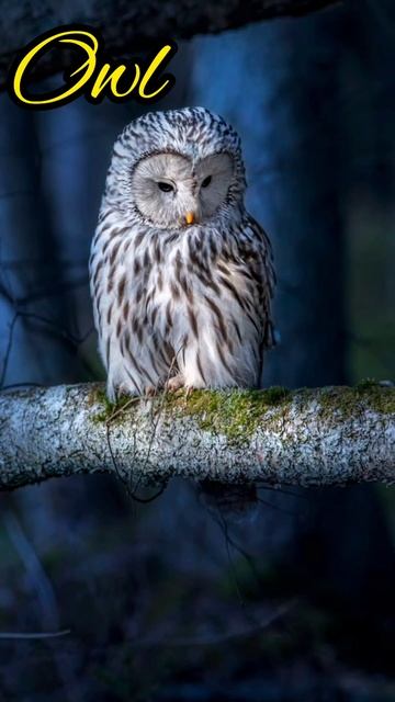 Dangerous owl sound effect смотреть онлайн