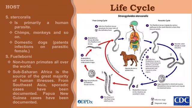 Demo Presentation- Schistosoma/Strongyloides/Taenia смотреть онлайн