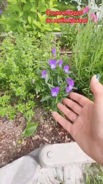 Низкие многолетние цветы в миксбордере.