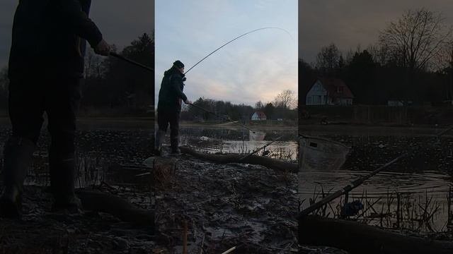 КРУПНЫЙ КАРАСЬ НА ФИДЕР ВЕСНОЙ 🔥🔥🔥 #fishing #рыбалка #карась #карп смотреть онлайн