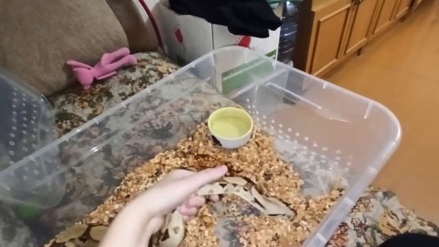 удав обыкновенный boa constrictor смотреть онлайн