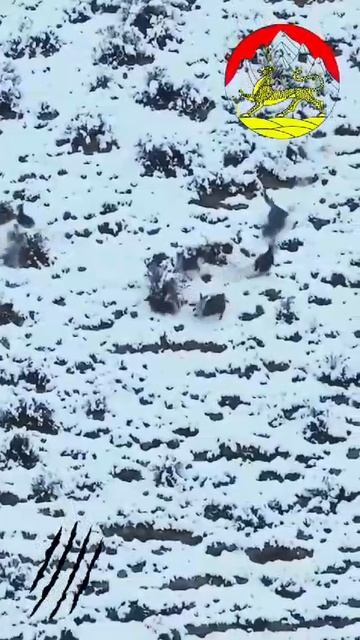 Республика Северная Осетия Алания