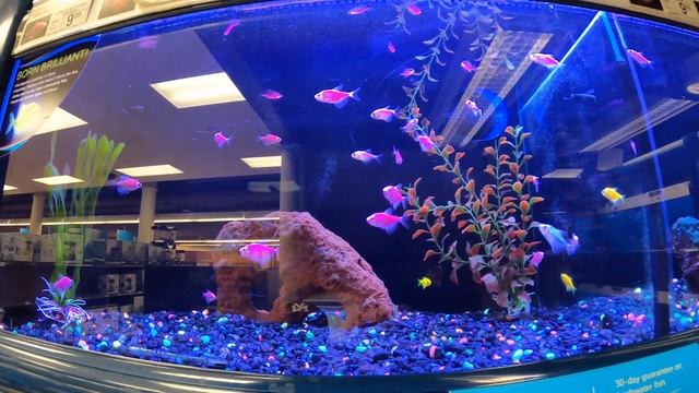 🐠 НАШЛИ РЫБКУ НЕМО! ПРЕКРАЩАЙТЕ ЕЁ ПОИСКИ! | ЗООМАГАЗИН В БРУКЛИНЕ | CLOWNFISH | PETCO, PET SHOP смотреть онлайн