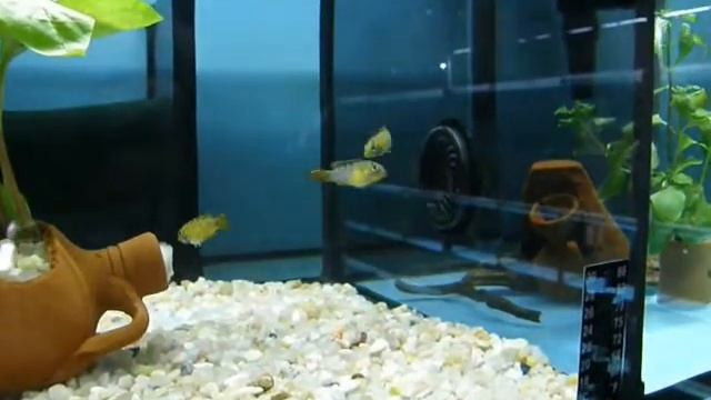 Apistogramma nijsseni смотреть онлайн