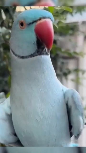 burung Quelea смотреть онлайн