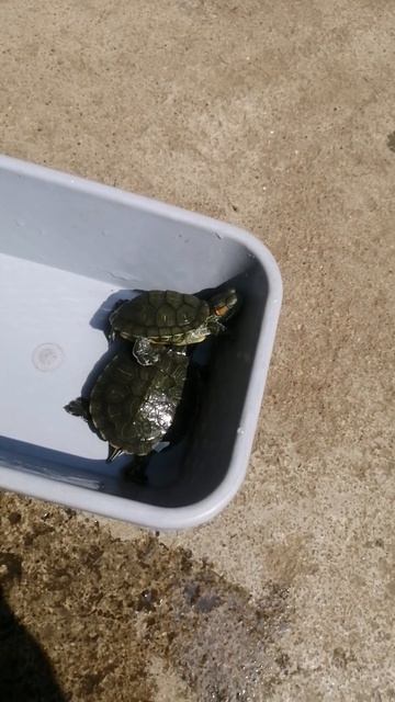 My turtles🥰 doing there best🤪🤣||turtle mini vlog|| #viral #turtle #youtubeshorts #vlogs #mini смотреть онлайн