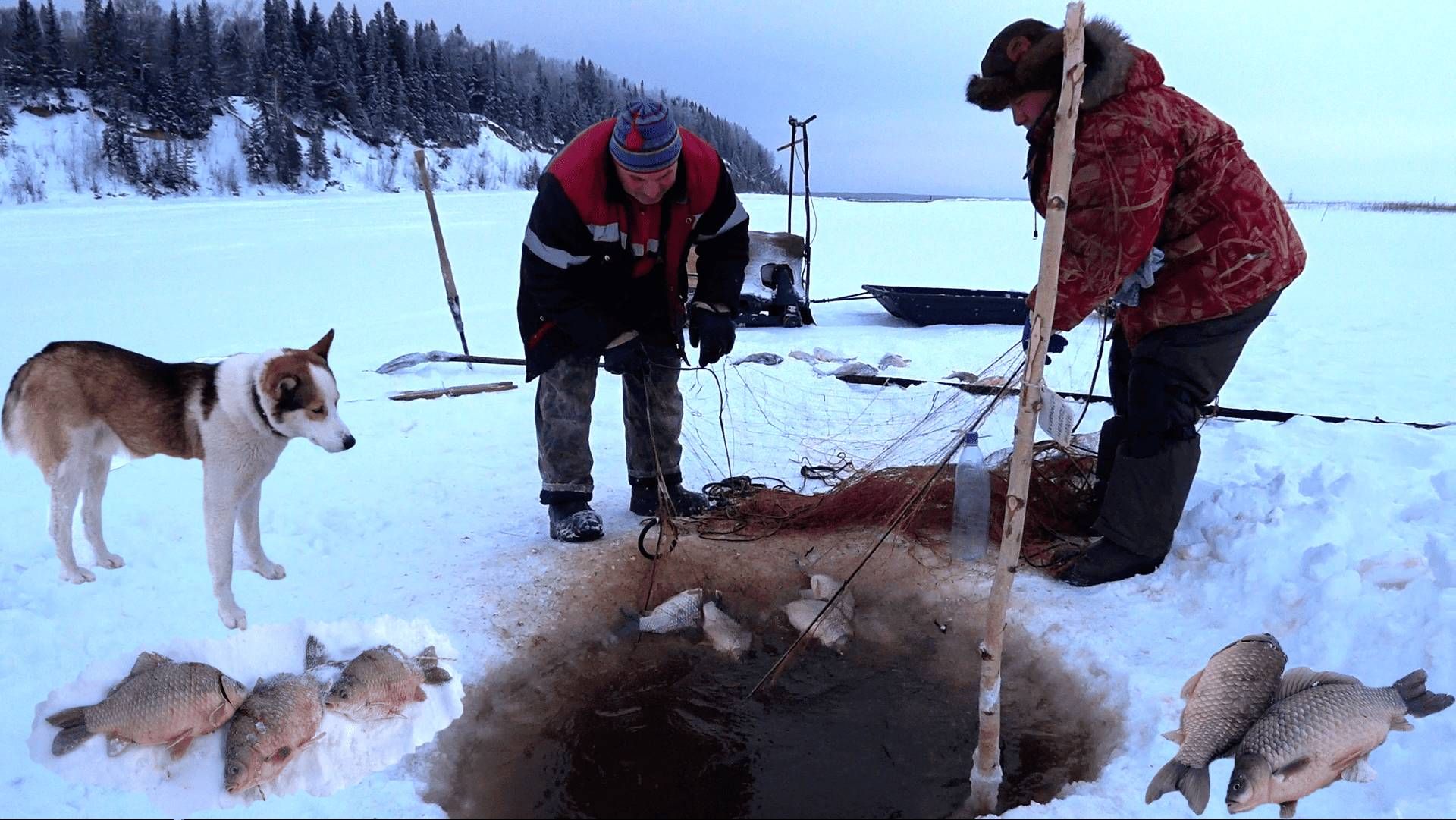 Ловля гигантского карася сетью 1 февраля смотреть онлайн