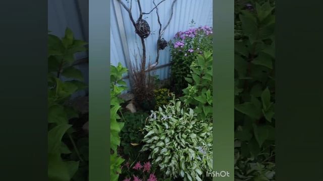 Хлороз на листьях гортензии, борьба с ним.