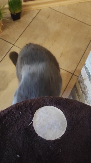 Марсик любит семечки 🐱 смотреть онлайн