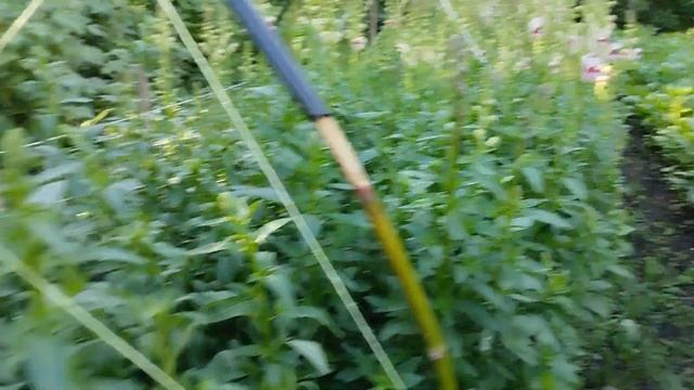 первое цветение львиного зева смотреть онлайн