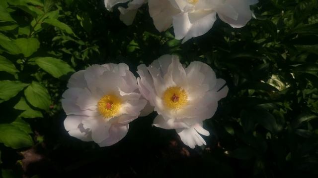 Paeonia Chiffon Clouds смотреть онлайн