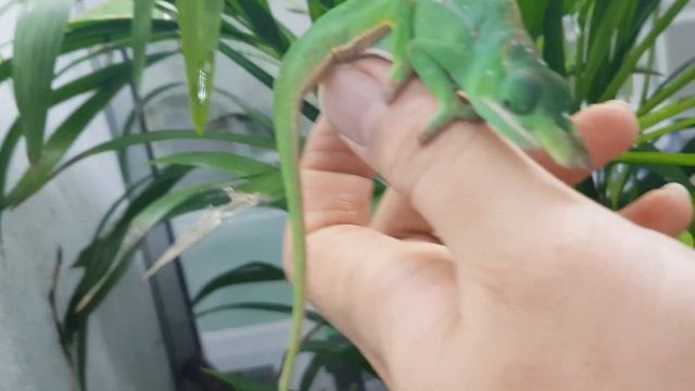 퍼시퍼 패터리 카멜레온 소개!!! смотреть онлайн