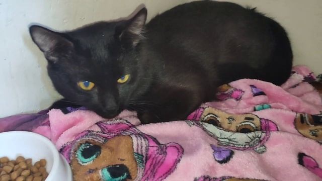 КОШКА ВИСЕЛА ИЗ ОКНА ДЕВЯТОГО ЭТАЖА смотреть онлайн