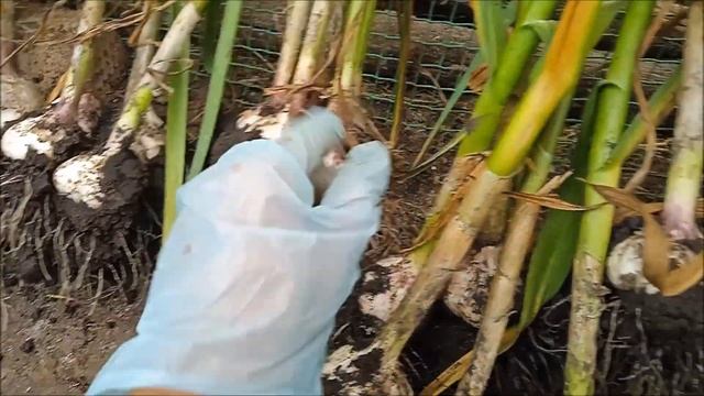 КОПАЮ ЧЕСНОК НА ЧЁРНОМ УКРЫВНОМ МАТЕРИАЛЕ И НЕ ТОЛЬКО... смотреть онлайн