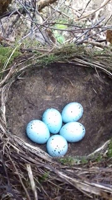 Song thrush nest with 5 eggs смотреть онлайн
