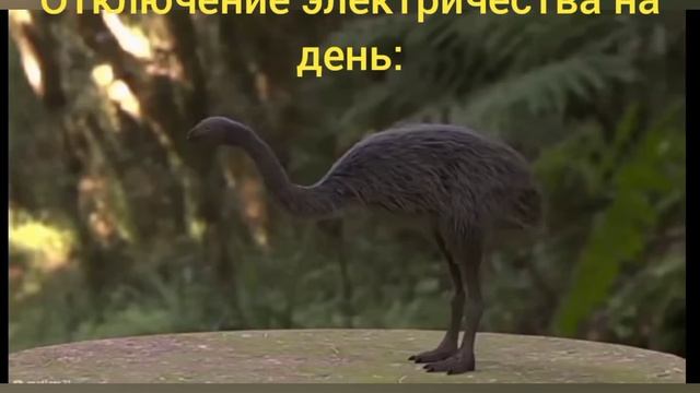 Птица крутится мем. смотреть онлайн