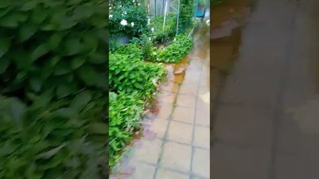 Топит дачу смотреть онлайн