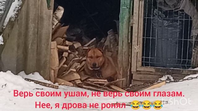 Нее, я дрова не ронял смотреть онлайн
