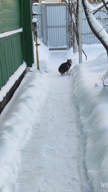 Семён опять подрался  Часть 1.